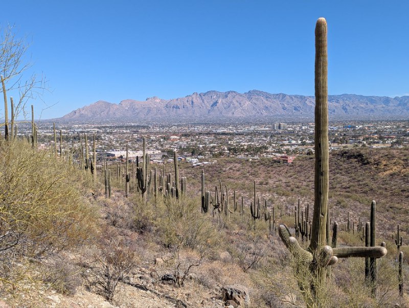 Mission Day Tucson Sonoran 沙漠深處滿山的巨人柱，最具標誌性的 Arizona 景觀