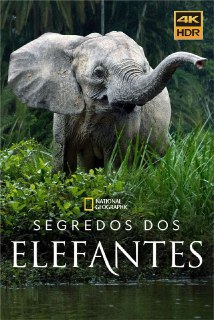 名称：大象的秘密 (2023) 4K HDR &amp; Dv 全集 内封中文字幕描述：象有力量、有爱心、有智慧，但我们才刚刚开始解开它们最深层的秘密。开创性的、屡获殊荣的自然历史系列《秘密》将携下一部《大象的秘密》回归。该系列穿越世界，从非洲的草原到亚洲的城市景观，探索大象的战略思维、复杂的情感和复杂的语言，塑造了一种独特而充满活力的文化。由著名的国家地理探险家和大象专家Paula Kahumbu博士主演的这部由四部分组成的系列剧不仅揭示了不同大象家族的非凡生活，还突出了它们与我们的相似之处。《大象的秘密