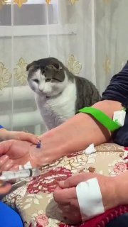 主人病了就诊，他的猫咪非常担忧地在一旁观察着，似乎明白铲屎官的健康状况猫能够洞察出人类的情绪和身体状况，尤其是在人类有重大疾病等极端情况下。这种行为也得到了科学、行为学和心理学研究的证实和支持。猫对环境非常敏感，能够通过生理信号感知人类的身心压力，包括人类的语调、面部表情和肢体语言的变化等。