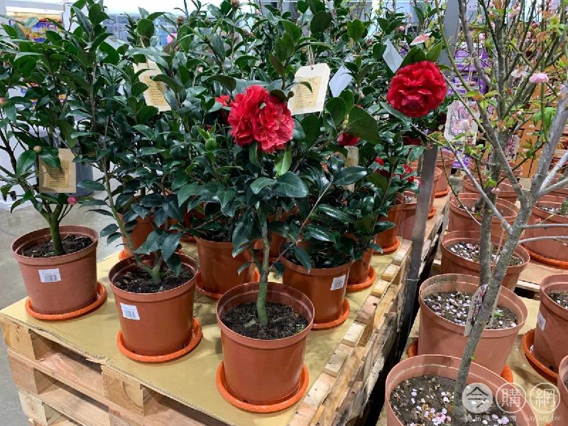 #Costco好市多02月新品通知茶花 #129864