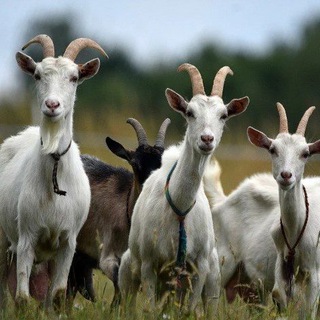Про Дивеево глазами Юли 🐐 — Маркетинг и PR