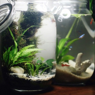 Jarrarium Club 🌱