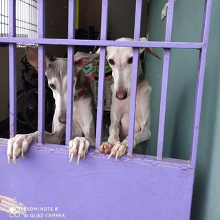 Tamil Nadu Dogs Sales🐕🦮🐾 Telegram Group Link