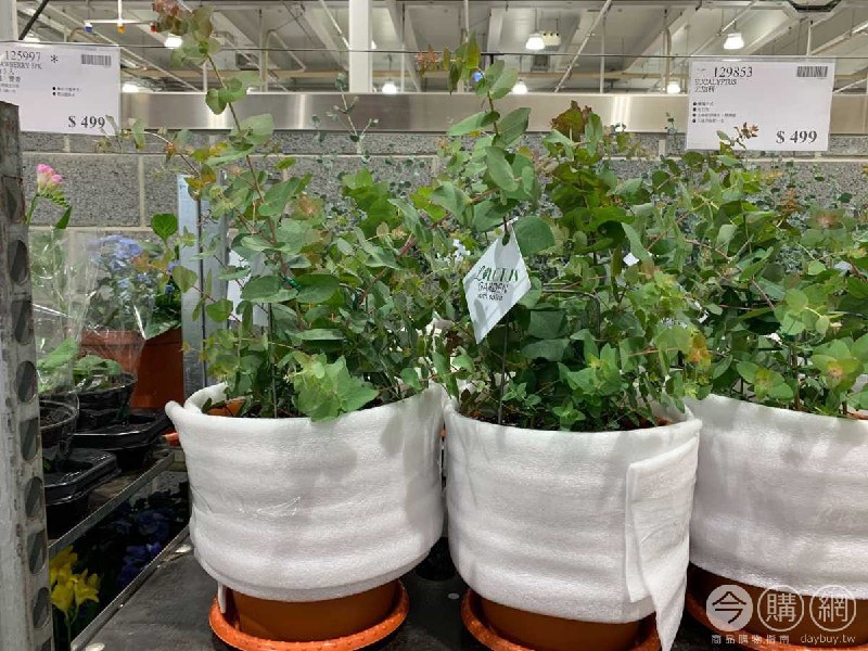 #Costco好市多02月新品通知尤加利 #129853