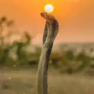 All gujarati boys singer, actress and actors all time gujarati mojj Telegram Group Link