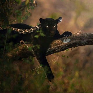 📷Indian_Photography📱and Background 🎞 Telegram Group Link