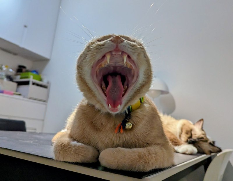 #lifewithcat抓拍…