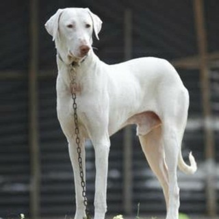 Tamilnadu All dogs sales and buy🐶 Telegram Group Link
