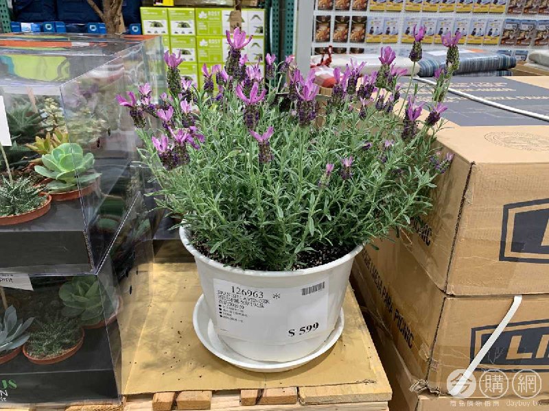 #Costco好市多4月新品通知西班牙薰衣草1呎盆 #126963