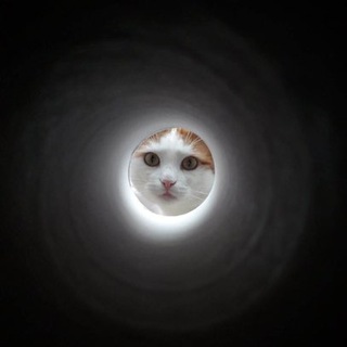 Telegram profile photo for ОБОЗРЕВ