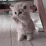 ｡｡｡｡☎️