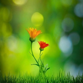 Marriage kerala Telegram Group Link