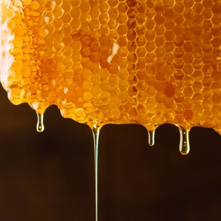 🐝허니버켓 챗방 : Honeybucket Chat