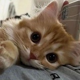 @ kkucing