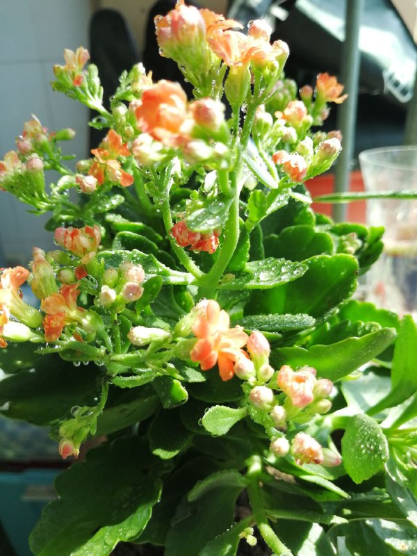 挪威科学家进行北极调查时，意外发现，北极熊比以前长得更胖