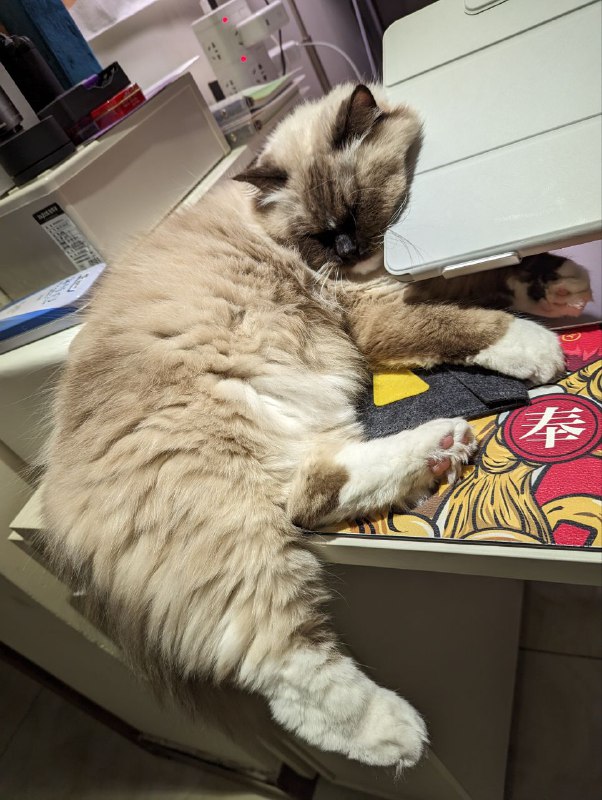 我猫的日常