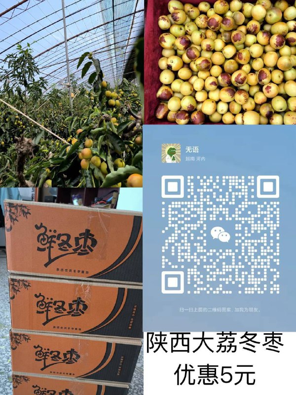 #ad好友家乡的冬枣熟了送同事送亲友送自己自家枣园，甜过初恋​当天摘，当天发​📦顺丰邮寄加好友【冬枣】优惠5元