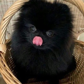 PET GALLERY 👻 Telegram Group Link