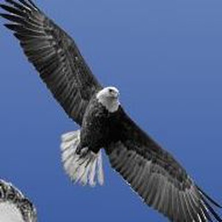 CLAT/ ailet files. Telegram Group Link