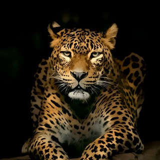 Best hollywood movies hindi dubbed Telegram Group Link