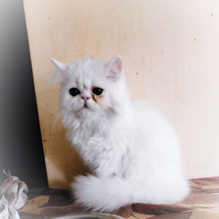 CATS AND DOGS SELLING Telegram Group Link