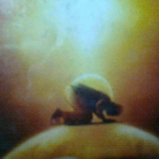 আরিফ আজাদ কহেন