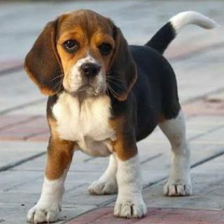 Indian Dogs Sale/Purchase 🐶 Telegram Group Link