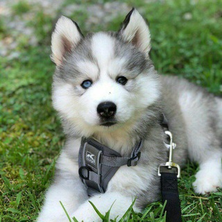 Dogs 🐕 sale in Kerala Telegram Group Link