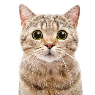 CAT FINANCE SUPPORT