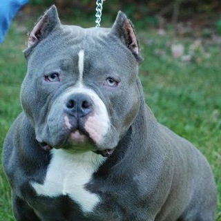 Dog for sale Telegram Group Link
