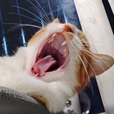 余弦&妲喵の养喵日常🐱