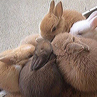 Melbourne lonely Telegram Group Link