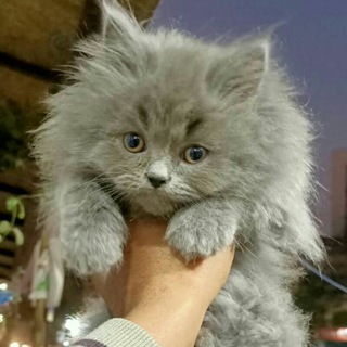 Cats and dogs for sell😻😻🐈 Telegram Group Link