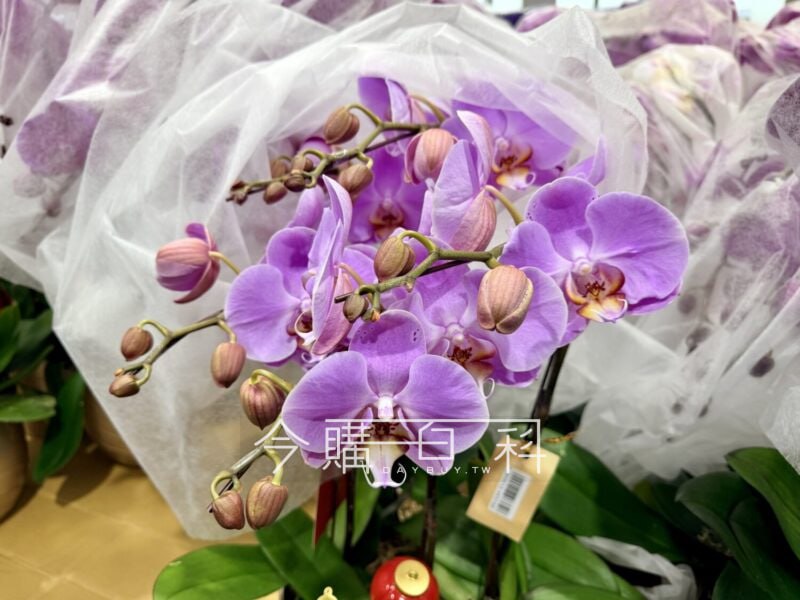 新品情報連結 