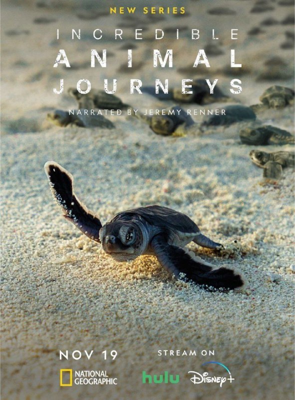 不可思议的动物之旅