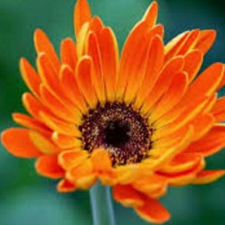 Class 10th best MCQ questions Telegram Group Link