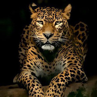 ꧁༒EARNING LOOT GROUP༒꧂ Telegram Group Link