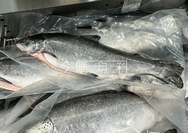 優惠情報看這裡 