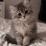 Kucing / toyger