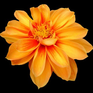 Bollywood Hollywood South Bengali Film Web Series 18+ Telegram Group Link