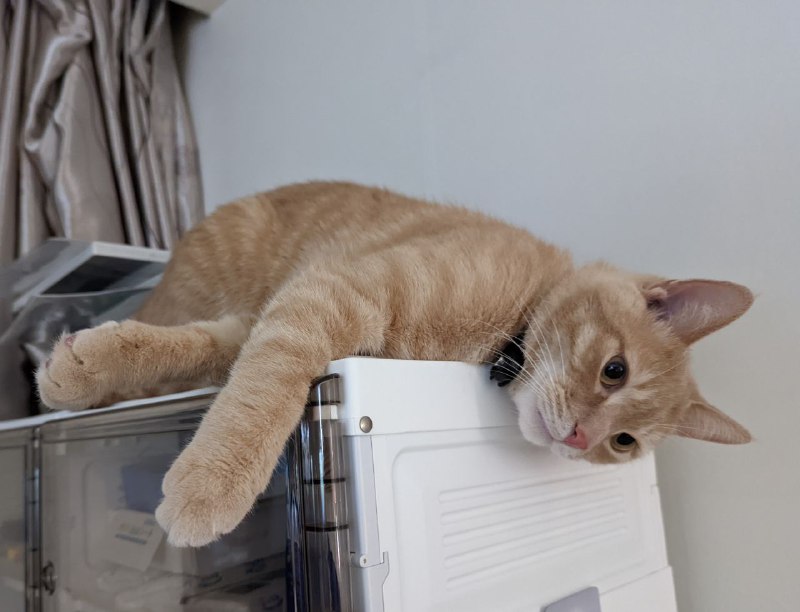 安逸的很～现在可以飞着跳上柜子顶了🤔🤔🤔