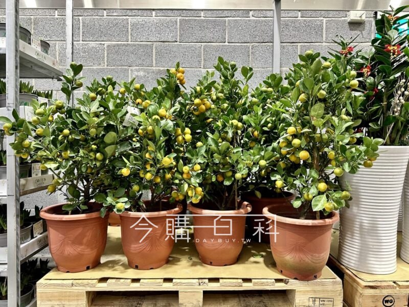 新品情報連結 