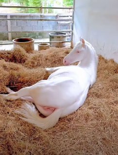 白月光走光了 。