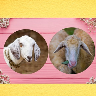 வெள்ளாடு மற்றும் செம்மறியாடு விற்பனை தளம் (Goat and Sheep Trading Platform)