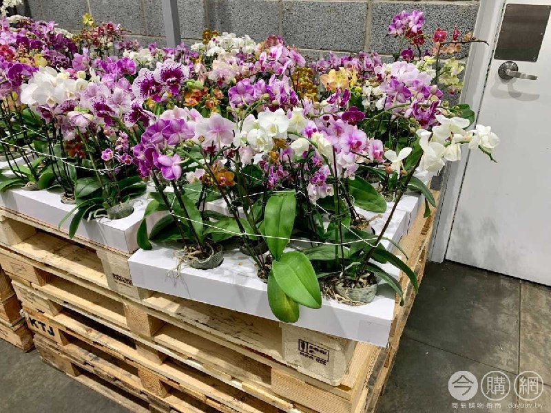 #Costco好市多01月新品通知迷你蘭花6盆 #129193