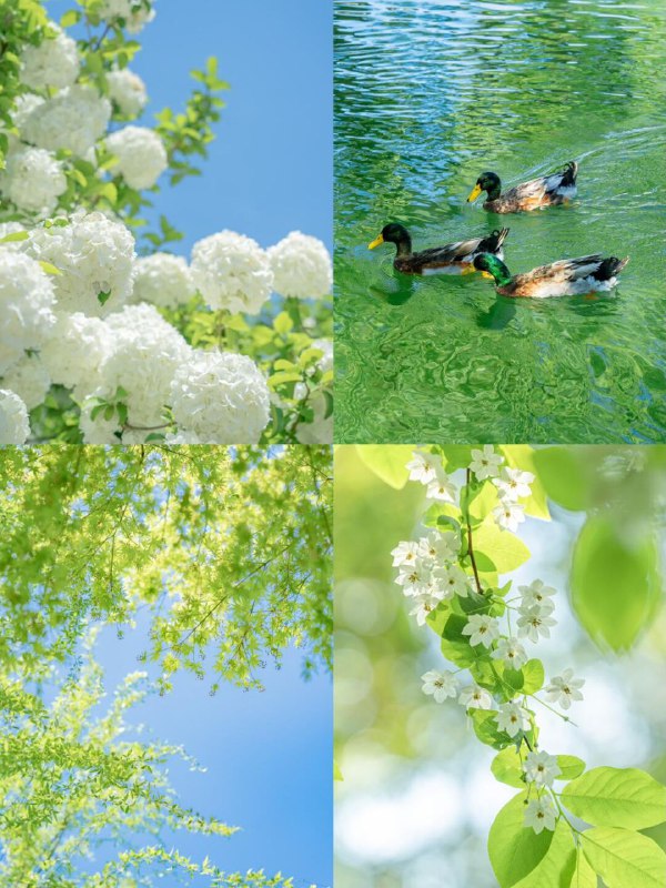 春之绚烂夏之热烈秋之静美冬之纯净春之绚烂夏之热烈秋之静美冬之纯净