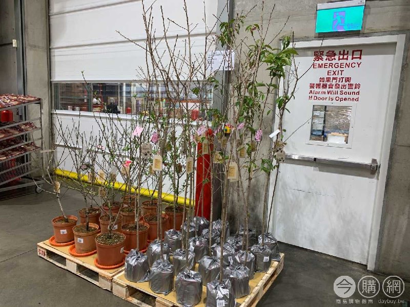 #Costco好市多02月新品通知櫻花樹 #129860