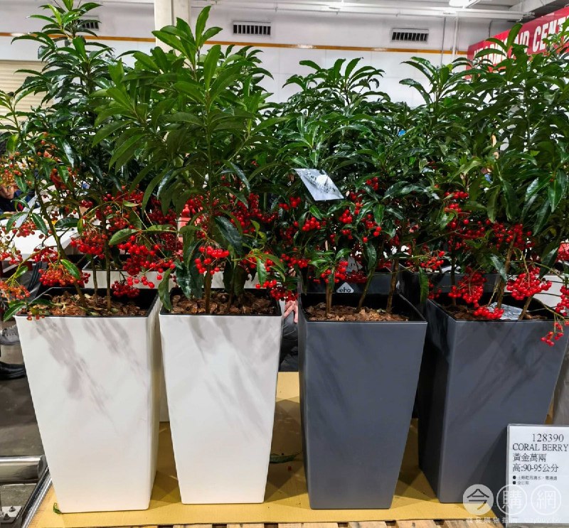 #Costco好市多01月新品通知黃金萬兩 #128390