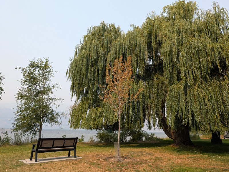 今宵酒醒何處？楊柳岸、曉風殘月