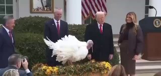 川普正式赦免火鸡Gobble：“你在此被无条件赦免。”